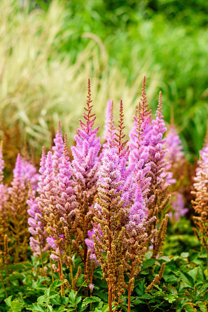 istock Summer wild field flowers. 585601530