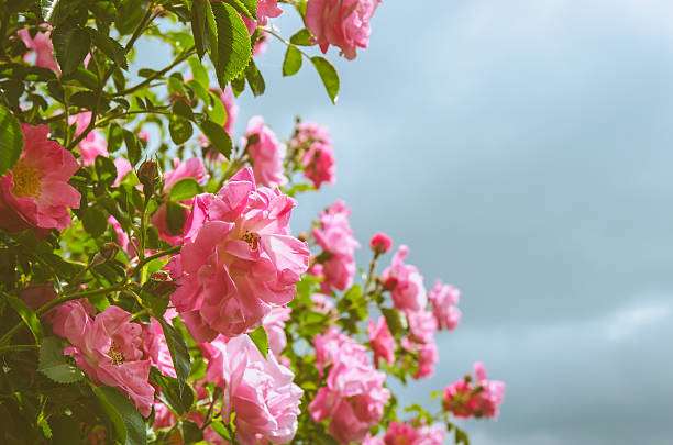 istock beauty in nature 585602118