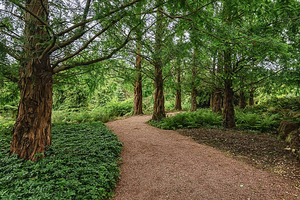 istock The road in the park among the trees. 585602302