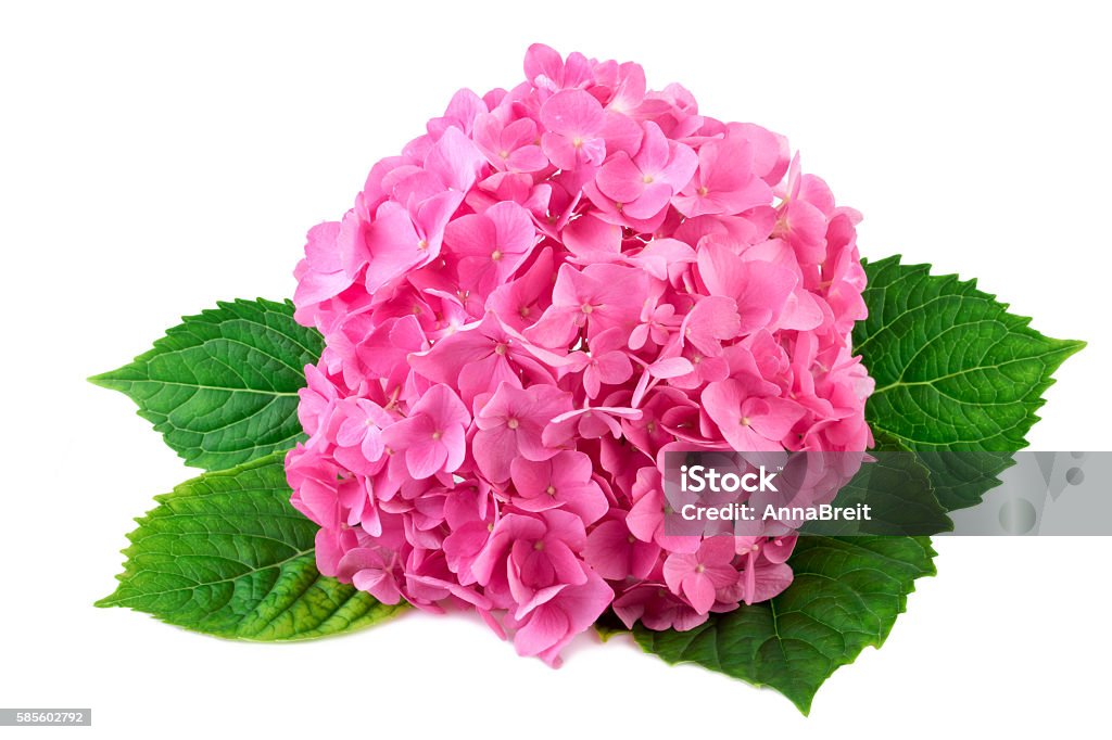 Flor Rosa Hortensia Con Hoja Verde Sobre Blanco Foto de stock y más banco de imágenes de Hortensia - Hortensia, Rosa - Color, Fondo blanco - iStock Flor Rosa Hortensia Con Hoja Verde Sobre Blanco Foto de stock y más banco de imágenes de Hortensia - Hortensia, Rosa - Color, Fondo blanco - iStock