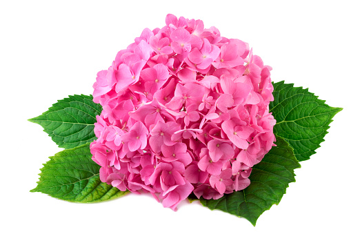 Hydrangea pink flower with green leaf on white
