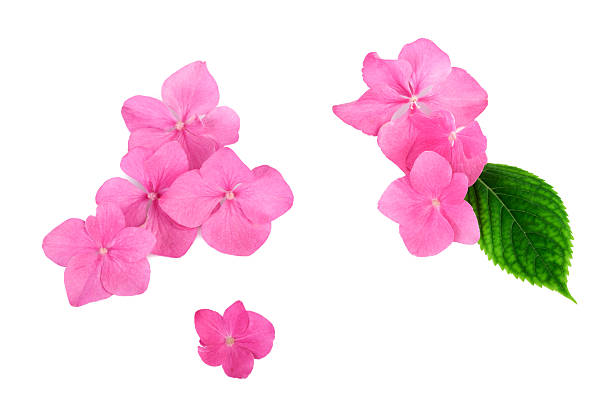istock pink flowers on white background balance spa concept 585602912