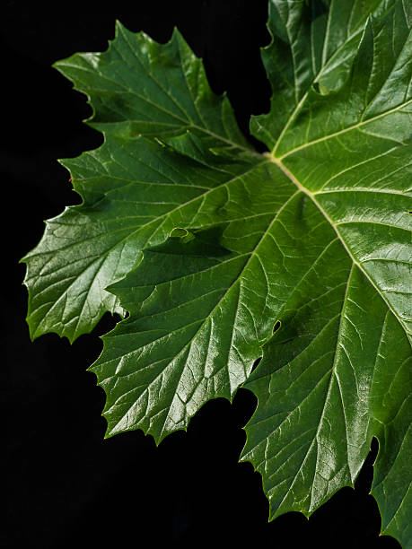 Acanthus Leaf (Bear's Breeches) Backlit. stock photo