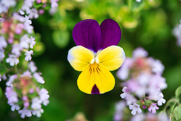 istock Viola tricolor pansy 585603686