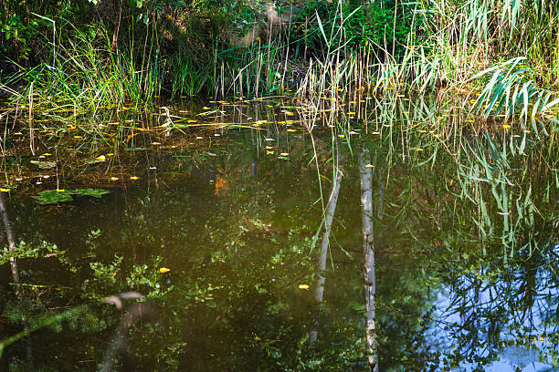 istock green shore forest pond and reflection of trees 585604272