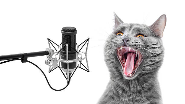 56,734 Animal Singing Stock Photos, Pictures & Royalty-Free Images - iStock  | Cat singing, Music, Lion