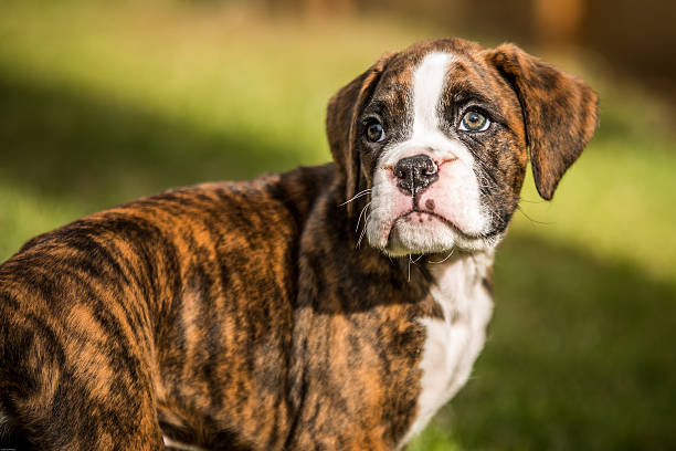 istock Puppy Dog Eyes 585605374