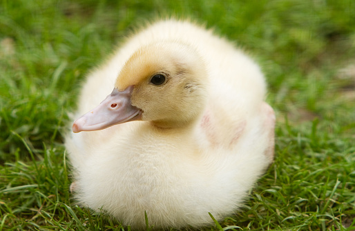 fluffy duckling sitting on the grass
