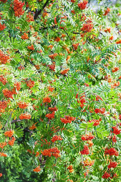 istock bunches of rowan on green tree 585606754