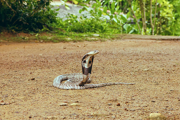 king cobra ophiophagus hannah - snake cobra egyptian cobra poisonous organism imagens e fotografias de stock