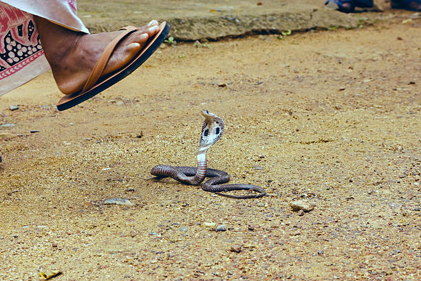 king cobra ophiophagus hannah - snake cobra egyptian cobra poisonous organism imagens e fotografias de stock
