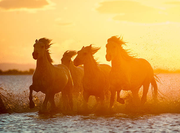 herd of camargue horses on sunrise water herd of camargue horses on sunrise water wild animal running stock pictures, royalty-free photos & images