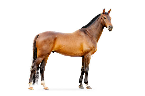 istock bay horse isolated on white 585607864