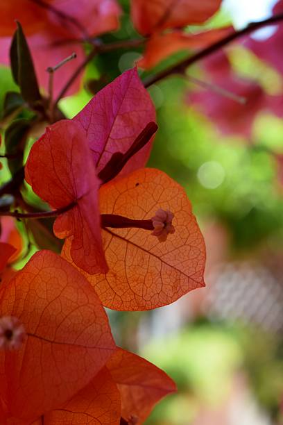 istock red bougainvillea flowers 585608528