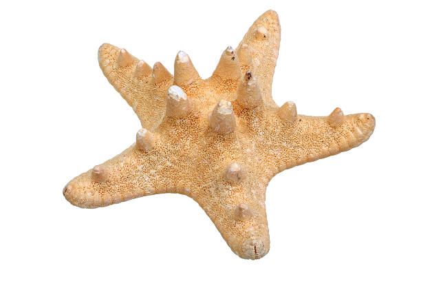istock Starfish isolated on white background closeup 585609914