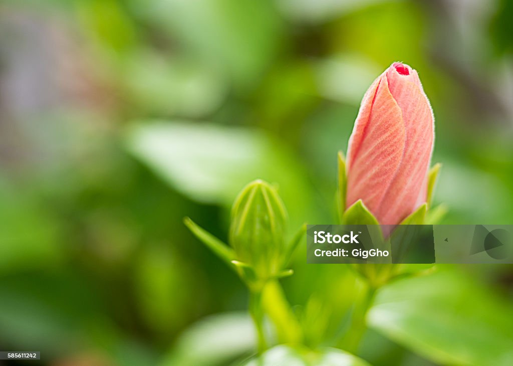 Pink hibiscus flower,out of focus Branch - Plant Part Stock Photo