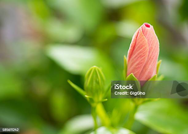 Pink Hibiscus Flower Out Of Focus Stock Photo - Download Image Now - Branch - Plant Part, Close-up, Decoration