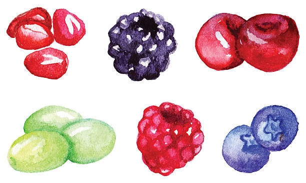 aquarell granatapfel brombeere kirsche traube himbeere heidelbeere set isoliert vektor - blackberry blueberry raspberry fruit stock-grafiken, -clipart, -cartoons und -symbole