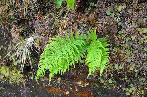 istock Fern of Madeira along the levadas 585613364
