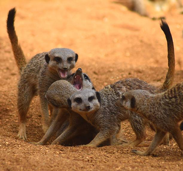 Group of upset meerkats looking where the danger comes from.