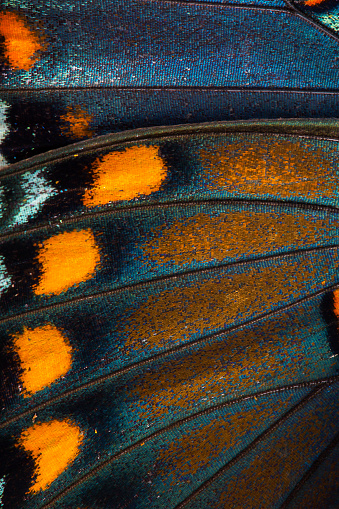 A macro shot of a butterfly wing texture or background.  Please see my portfolio for other food and drink images. 