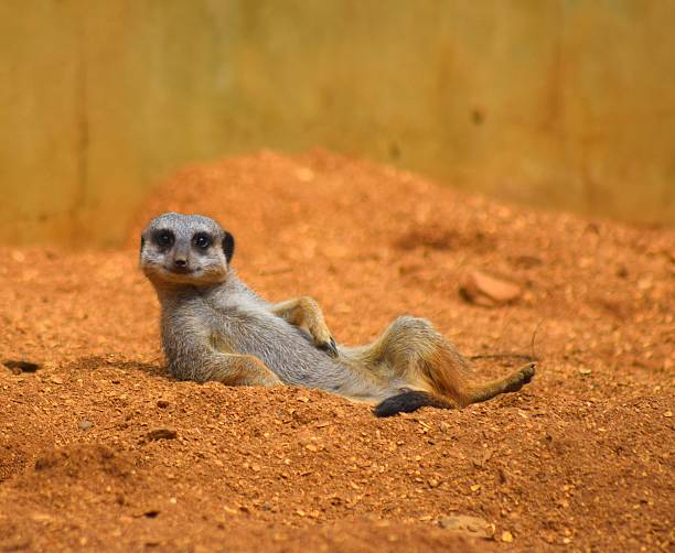 close up lindo animal suricata relajándose en el postre - mangosta fotografías e imágenes de stock