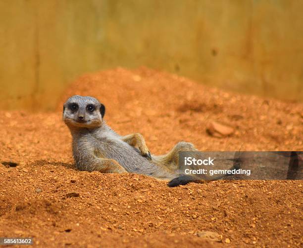 Photo libre de droit de Gros Plan Mignon Animal Suricate Se Détendre Dans Le Dessert banque d'images et plus d'images libres de droit de Faune