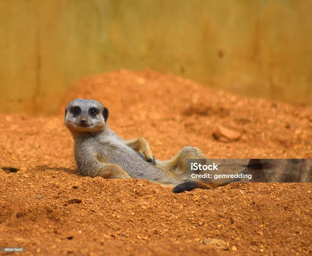 Close Up Cute Meerkat Animal Relaxing In The Dessert Stock Photo - Download  Image Now - iStock
