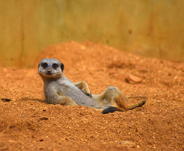 крупным планом милый сурикат животных отдыха в десерт - desert africa mammal animal стоковые фото и изображения