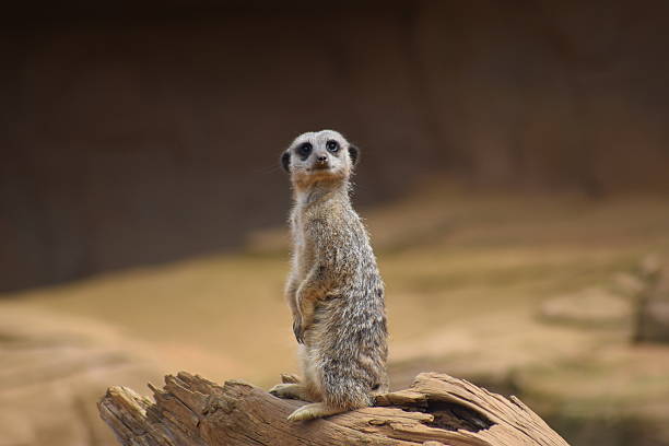 cute meerkat posing in upright position animal