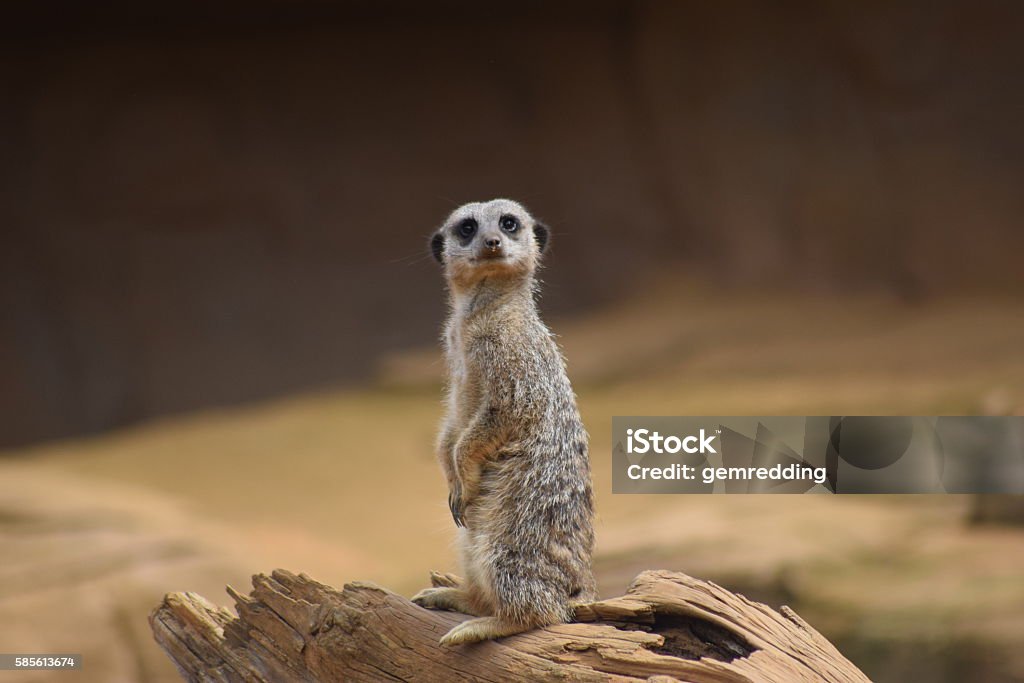 cute meerkat posing in upright position animal Meerkat Stock Photo