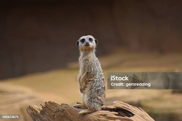 Cute Meerkat Posing In Upright Position Animal Stock Photo - Download Image Now - Meerkat, Animal, Animal Hair