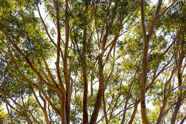 Eucalyptus trees in sunshine, Australia, beautiful nature background, full frame horizontal composition with copy space