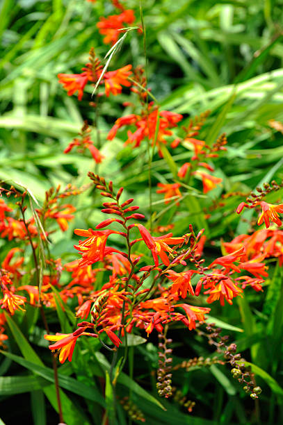 istock Crocosmia (montbretia) of Madeira 585614286