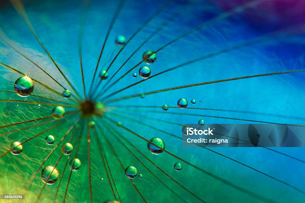 Big Bang Dandilion dew drops  Dew Stock Photo
