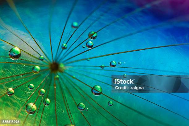 Big Bang Stock Photo - Download Image Now - Dew, Dandelion, Blue