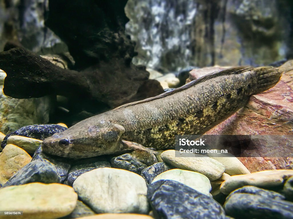 Hình Ảnh Dưới Nước Của Một Con Cá Lóc Đốm Hình ảnh Sẵn có - Tải ...