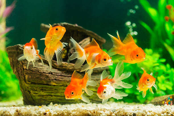 goldfisch im aquarium mit grünen pflanzen - goldfischglas stock-fotos und bilder