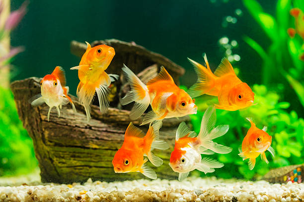 goldfish in aquarium with green plants - vissenkom fotos stockfoto's en -beelden