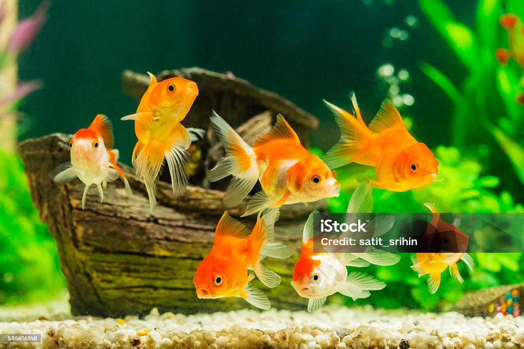 Goldfish in aquarium with green plants Fish Tank Stock Photo