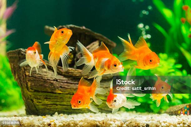 Goldfish In Aquarium With Green Plants Stock Photo - Download Image Now - Fish Tank, Goldfish, Fish