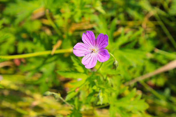 istock Purple cranesbill flower (Geranium sanguineum) 585616588