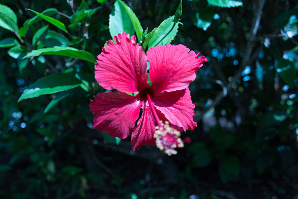 istock Pink tropical wildflower with plants in background 585617364