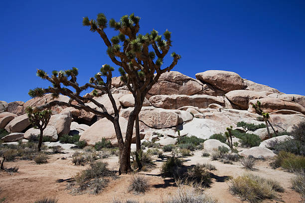 istock Joshua Tree National Park 585617974