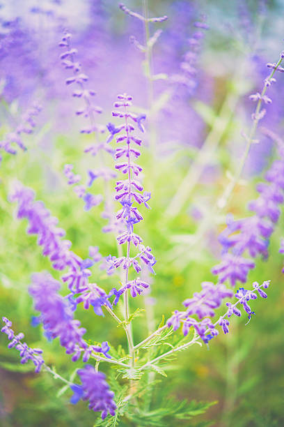 istock Purple russian sage plants growing wild in summer sunlight 585619680