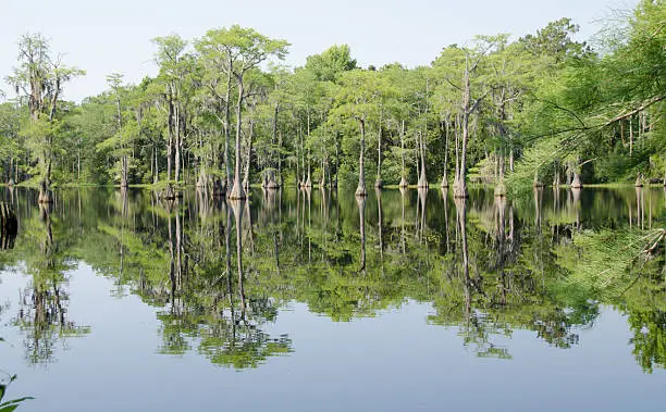 Photo of Swamp