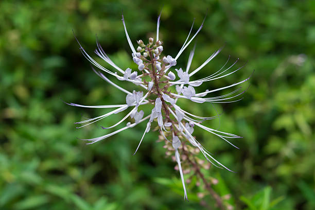 Java tea, Kidney Tea Plant, Catâs Whiskers Orthosiphon aristatus (Blume) Miq. Clerodendranthus spicatus (Thunb.) C.Y.Wu, Orthosiphon grandiflorus Bold., Orthosiphon stamineus Benth.) orthosiphon aristatus stock pictures, royalty-free photos & images