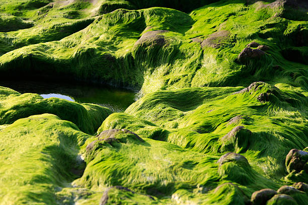 istock Strange rocks and moss in Co Thach beach 585620406