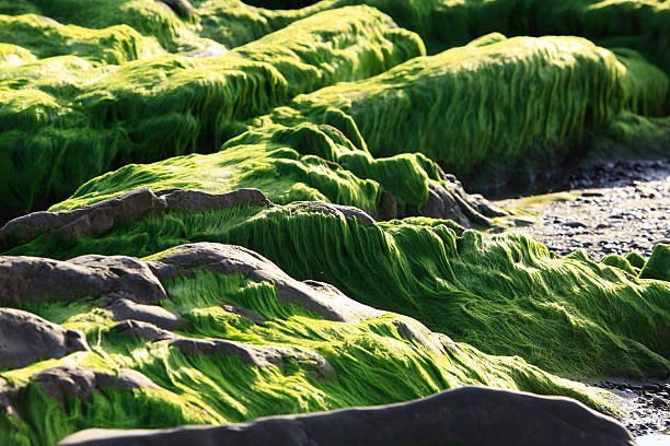istock Strange rocks and moss in Co Thach beach 585620456