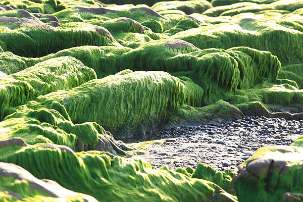 istock Strange rocks and moss in Co Thach beach 585620470